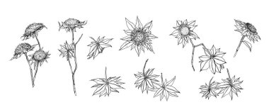 Resource abstract background for product presentation. Gray shadow of vegetation on a wall. space for text