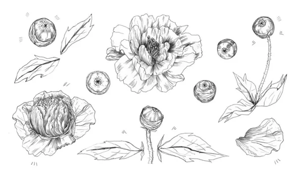 Zeichnung Von Blumen Auf Weißem Hintergrund Pfingstrosen — Stockfoto
