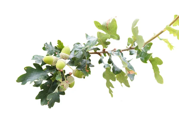 Small branch of an oak tree with acorns on a white background