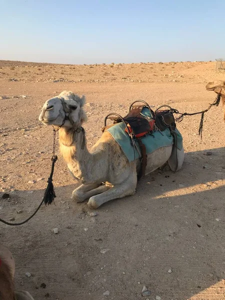 Israeli Desert Camel — Stock Photo, Image