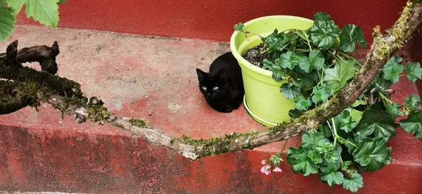 a cat hiding behind a pot