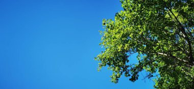 green tree on the background of the blue sky in summer.