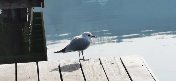 Mouette Sur Ponton Lac — Photo