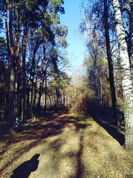 Zonnige Dag Het Bos — Stockfoto