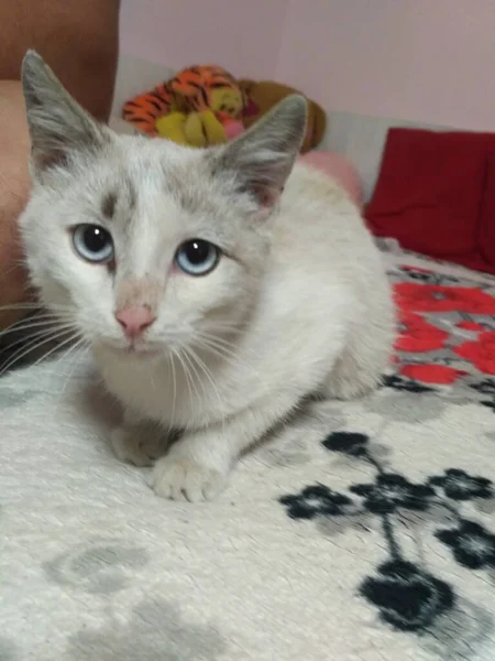 Cat Blue Eyes Has Found Home — Stockfoto