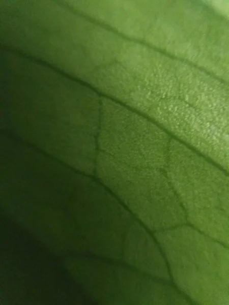 Зеленый Лист Текстуры Естественный Фон — стоковое фото