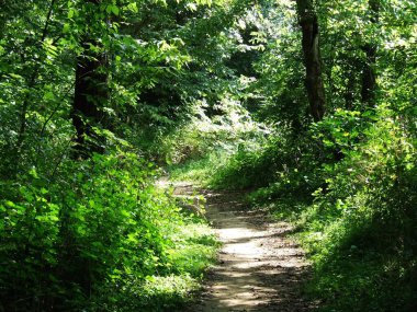 A dirt trail through the woods