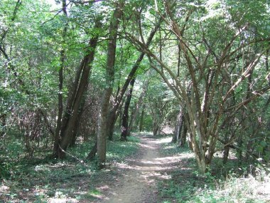 A dirt path through the trees at the park 