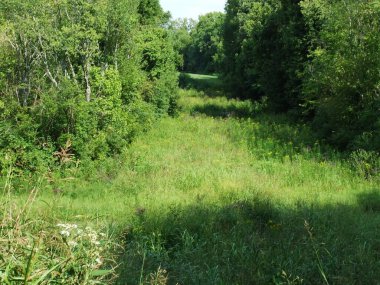 A clearing through the trees