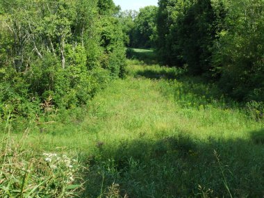 A small field of grass through the trees