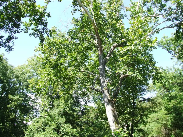 Wysokie Drzewo Lesie — Zdjęcie stockowe