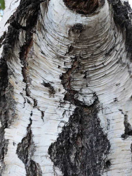Birch Tree Bark Slits Sides — Stock Photo, Image