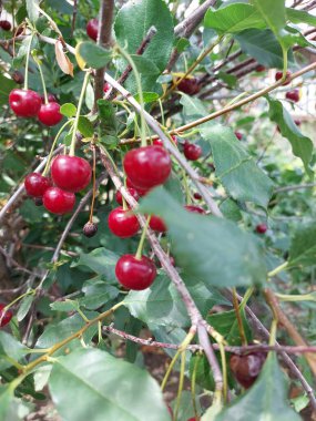 red cherry berries on a bush in the garden