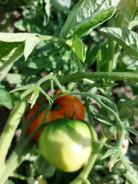 Ripe Tomatoes Green Bush Garden — Stock Photo, Image