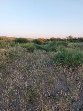 wildlife, landscape with green vegetation