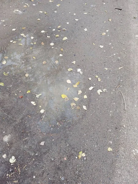 september autumn puddles with yellow leaves