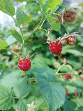 kırmızı ahududular yeşil bir çalıda