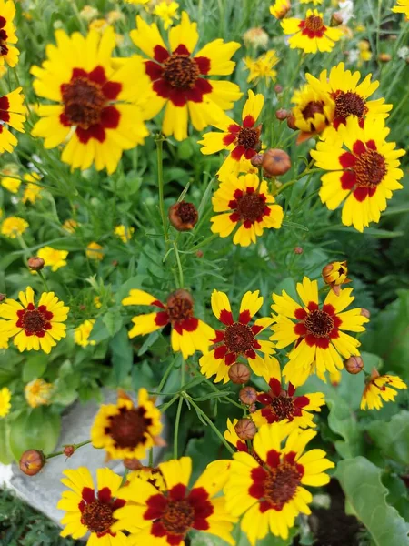 bright summer flowers in the home garden