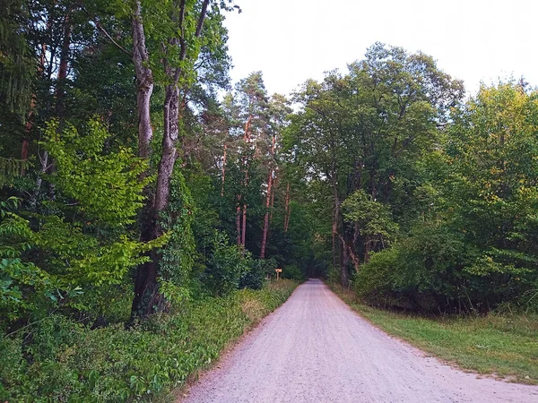 Roztocze地域のZwierzyniec近くの森の真ん中にあるFlorianka村 2022年9月ポーランド — ストック写真