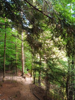 Sokolica dağının tepesindeki Szczawnica kasabasından gelen mavi patika. Ağustos 2022 Yaz