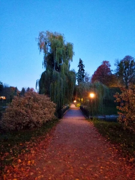 Beau Paysage Avec Des Arbres Des Feuilles Tombées Dans Parc — Photo