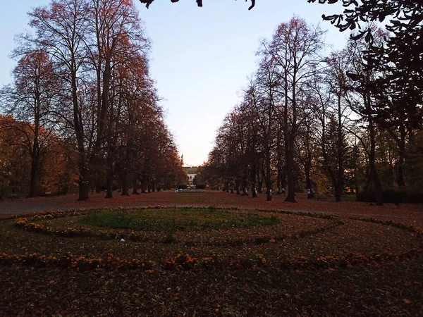 Schöne Landschaft Mit Bäumen Und Umgefallenen Blättern Zamosc Park Herbst — Stockfoto