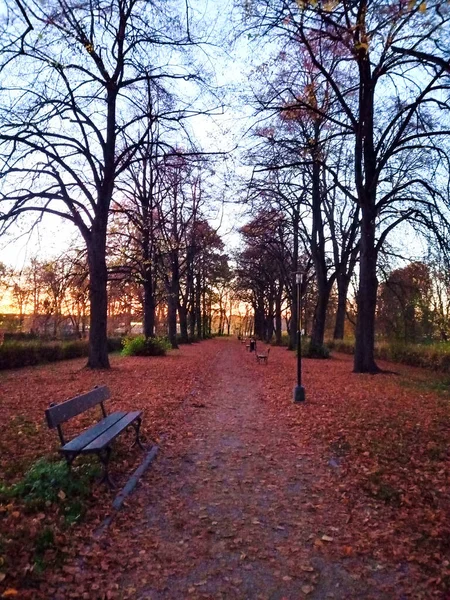 Prachtig Landschap Met Bomen Een Omgevallen Blad Zamosc Park Herfst — Stockfoto