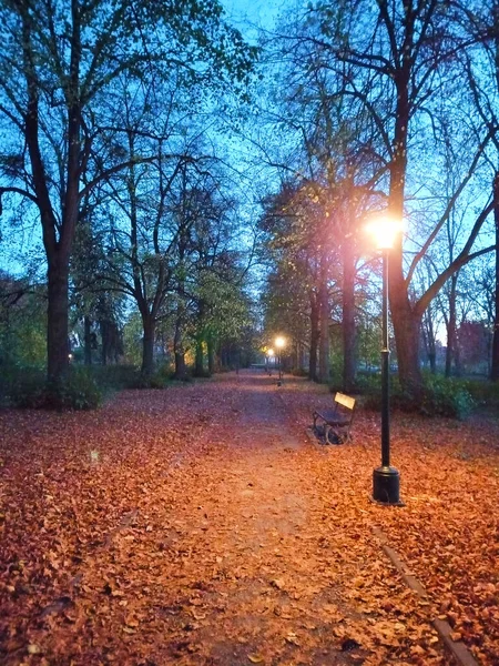 Prachtig Landschap Met Bomen Een Omgevallen Blad Zamosc Park Herfst — Stockfoto