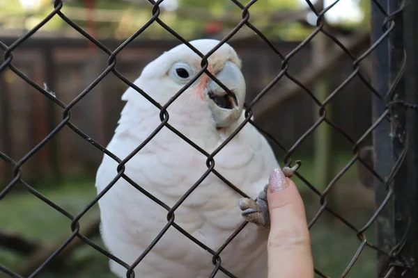 Perrot Standing Cage Animal — Stockfoto