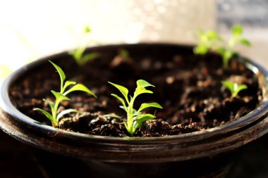 green plant in pots on a background with a blurred sunlight