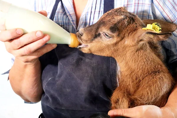 cute goat with dog on her hair
