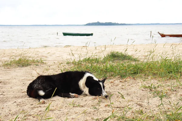 dog in a sea shore