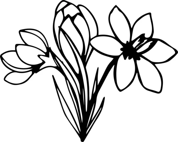 Crocus Vector Clip Art Black White —  Vetores de Stock