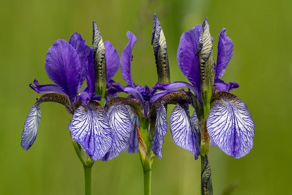 Irisbluete Vor Unscharfem Grnen Hintergrund — ストック写真