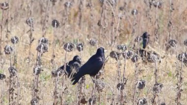 Corvus Frugilegus, Corvids ya da Crows ailesinin bir üyesi, yarım bir ayçiçeğinin üzerinde oturur ve etrafa bakar ve uçar..