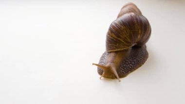Achatina fulica beyaz bir arkaplanda sürünüyor.