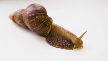 Achatina Fulica - dev salyangoz beyaz arka planda sürünüyor. Cilt bakımı için salyangoz üretimi kavramı.