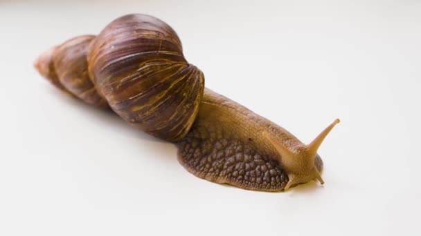 Achatina fulica - giant snail crawls over a white background. Snail breeding concept for skin care. — Stock Video