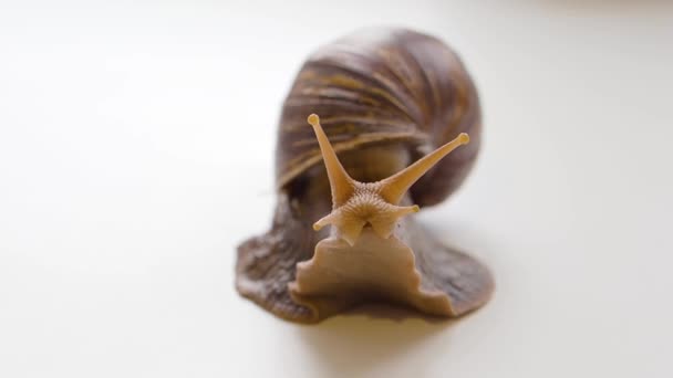 Primer plano - Achatina fulica se arrastra sobre un fondo blanco. Ella menea sus antenas y ojos. — Vídeos de Stock