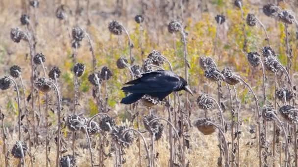 Πουλί Πύργος - Corvus frugilegus, μέλος των κορβίδων ή κοράκια, κάθεται σε ένα ξηρό μισό-ηλιοτρόπιο και τρώει σπόρους. — Αρχείο Βίντεο