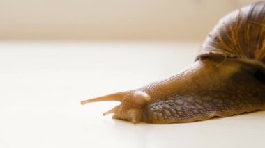 Bir Achatina Fulica 'nın yakın çekim videosu beyaz bir arkaplanda sürünüyor. Antenlerini ve gözlerini oynatıyor..