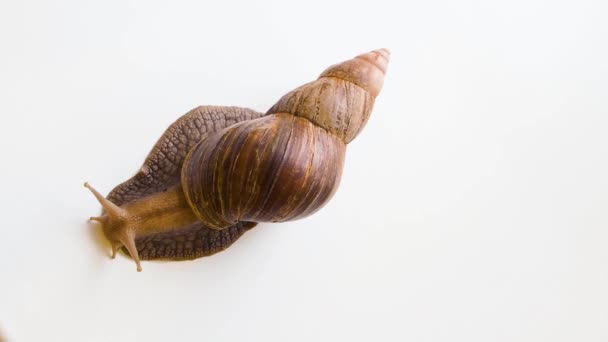 Caracol Achatina fulica se arrastra sobre un fondo blanco. Mueve las antenas y los ojos. Concepto de cría de caracoles para el cuidado de la piel. — Vídeos de Stock