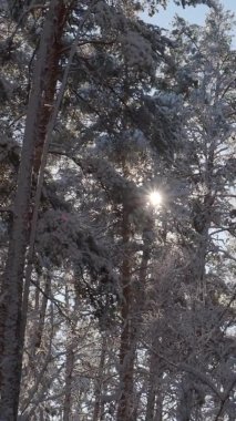 Dikey video. Kış çam ormanlarında bir yürüyüş. Güneş ışınları karla kaplı ağaç taçlarının arasından geçer..