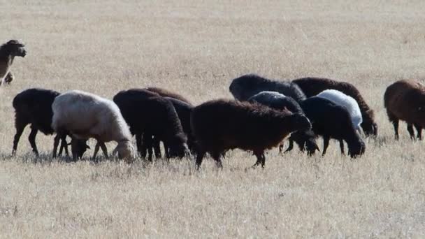 Rebanho de ovelhas no final do outono. Ovelhas pastam no pasto. Rebanho de ovelhas no prado. — Vídeo de Stock