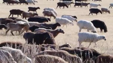 Çayırdaki koyun sürüsü. Sonbaharın sonlarında koyun sürüsü. Koyun otlakta otluyor..
