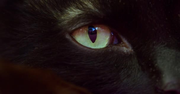 Un ojo de gato negro. La pupila se expande y se encoge. — Vídeos de Stock