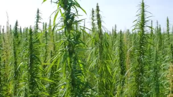 Campo di coltivazione della cannabis per scopi medici. — Video Stock