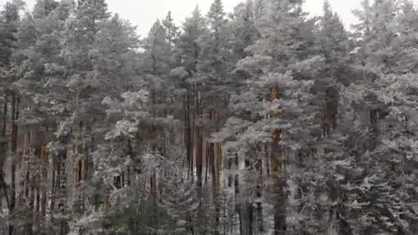 Kamera pohybující se podél zimního borového lesa. — Stock video