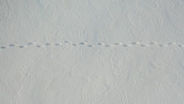 Viaggiatore solitario con uno zaino cammina attraverso il deserto innevato. Il concetto di sopravvivenza in condizioni estremamente fredde. Vista dall'alto. — Video Stock