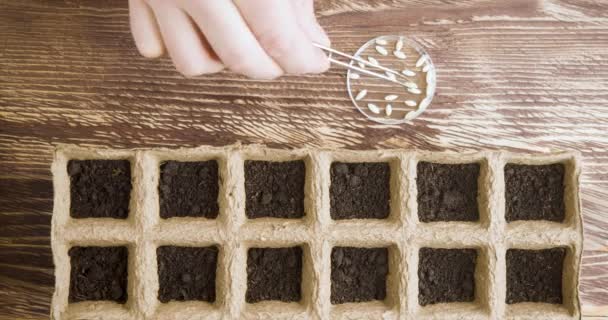 Una mano de hombre está plantando semillas de pepino en células con pinzas. — Vídeos de Stock